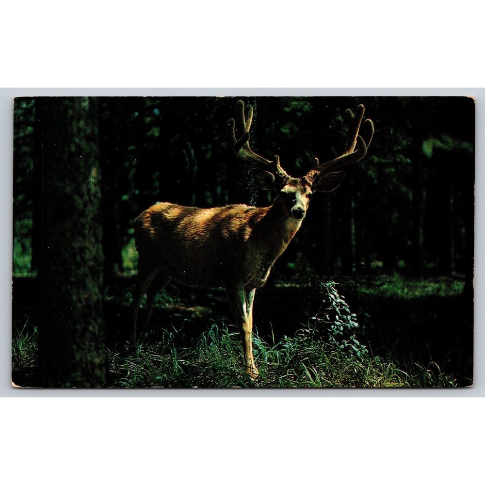 Postcard DEER In The Velvet Antlers Buck Unposted c1950s Vintage MCM